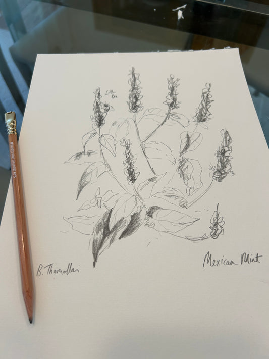 Mexican Mint